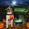 Halloween Bat Costume