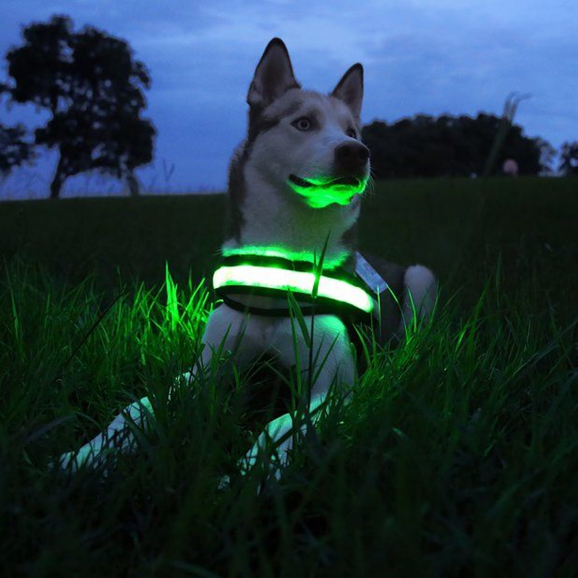 led dog collar